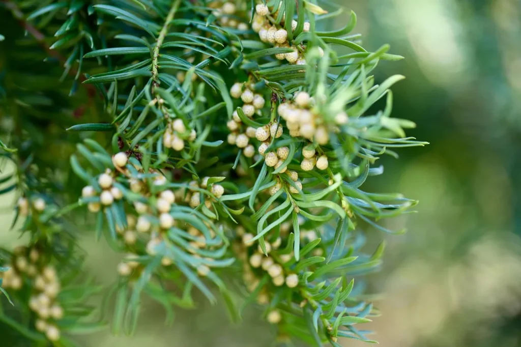 Tak van Taxus baccata met platte naalden en ronde, lichtgele mannelijke bloemknoppen in het voorjaar