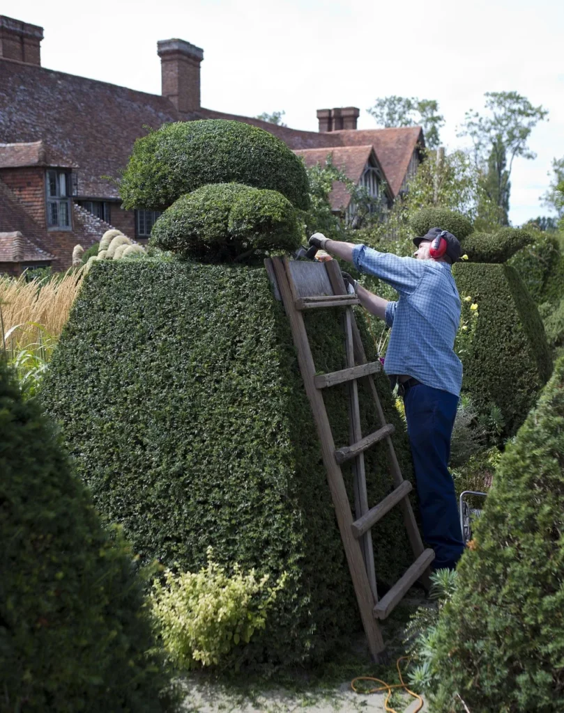 Tuinman op een houten ladder knipt een grote taxusvorm met een elektrische heggenschaar