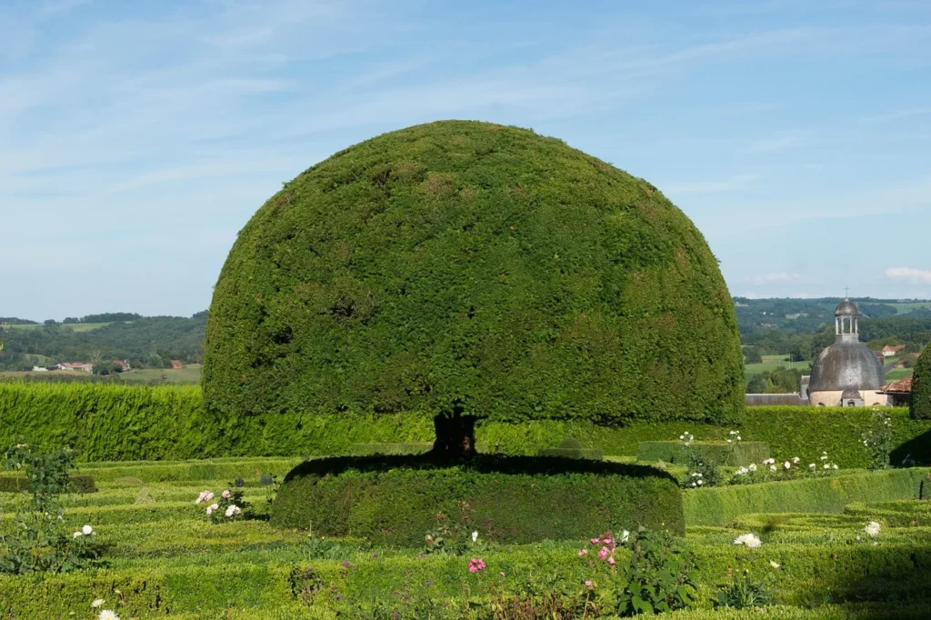 Oude taxus geschoren tot een grote koepelvorm op een stam, in een formele tuin met lage geschoren haagjes