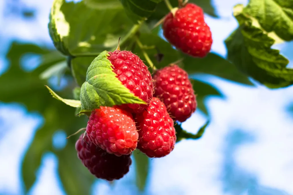 Tros plukrijpe rode frambozen tussen groen blad aan een frambozenstruik, tegen een blauwe lucht