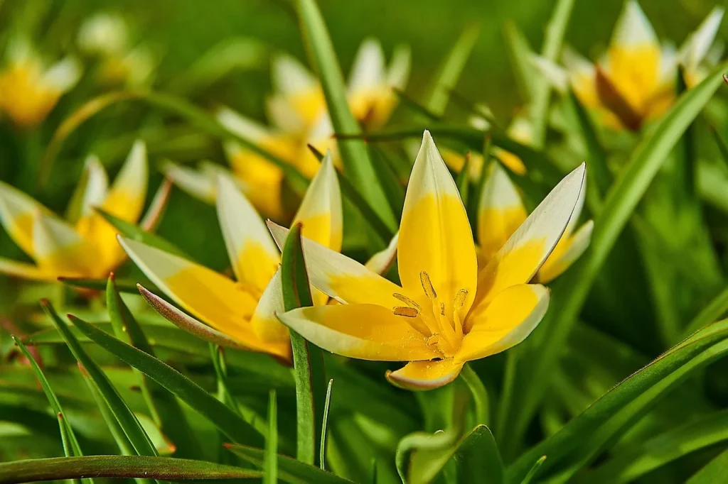 Botanische tulp Tulipa tarda met stervormige geel-witte bloemen tussen smal blad