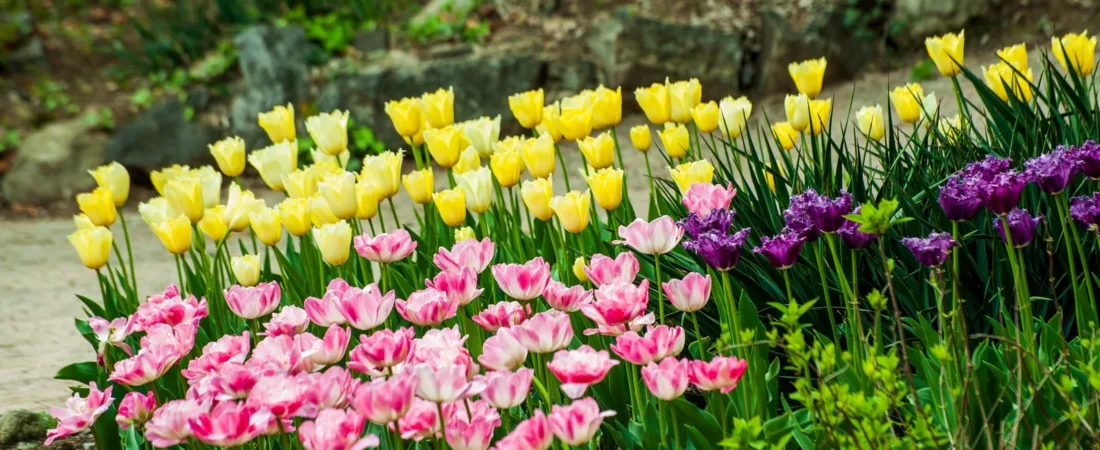 Tulpen planten: wanneer, hoe diep en waar