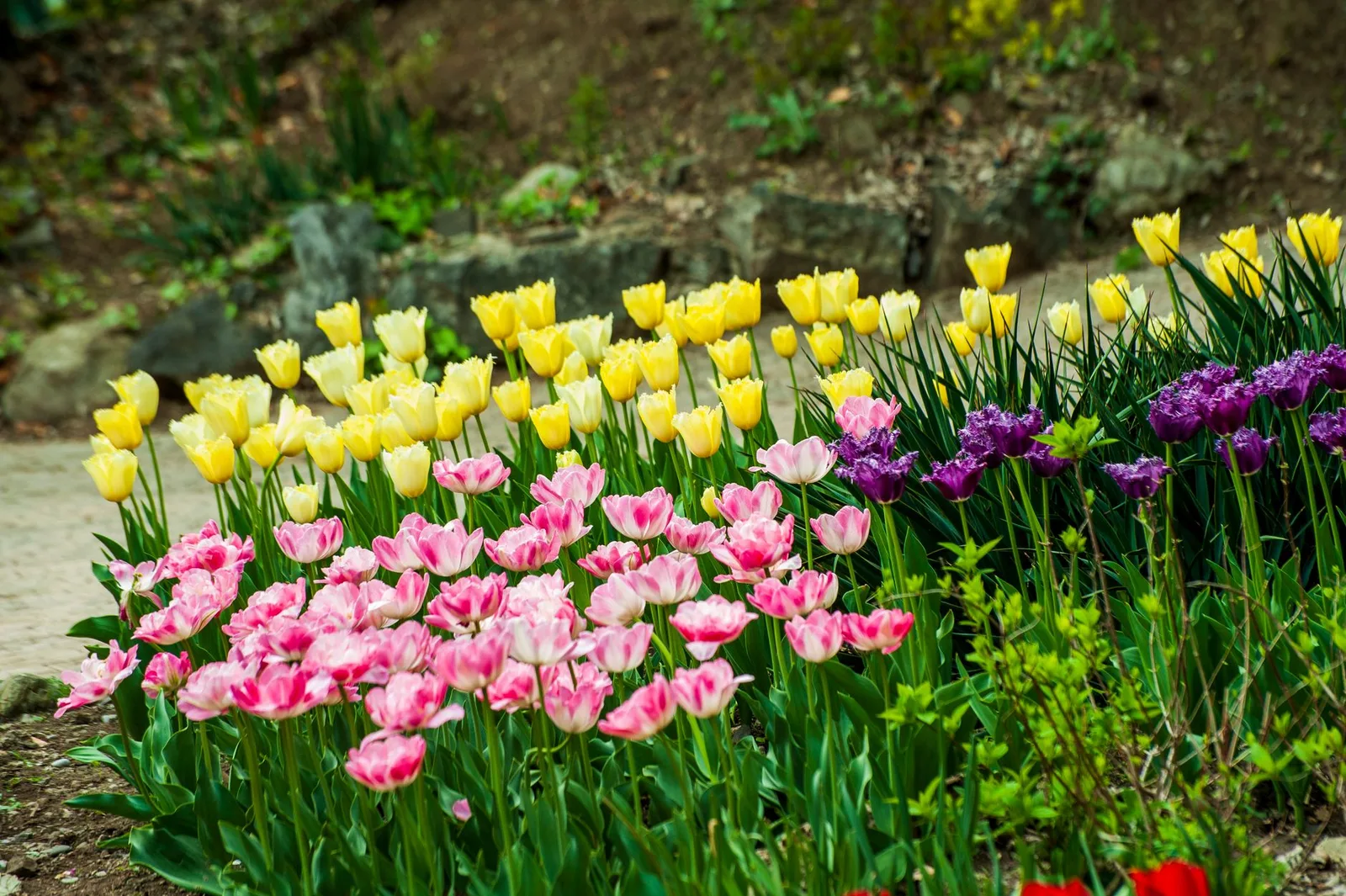 Tulpen planten: wanneer, hoe diep en waar