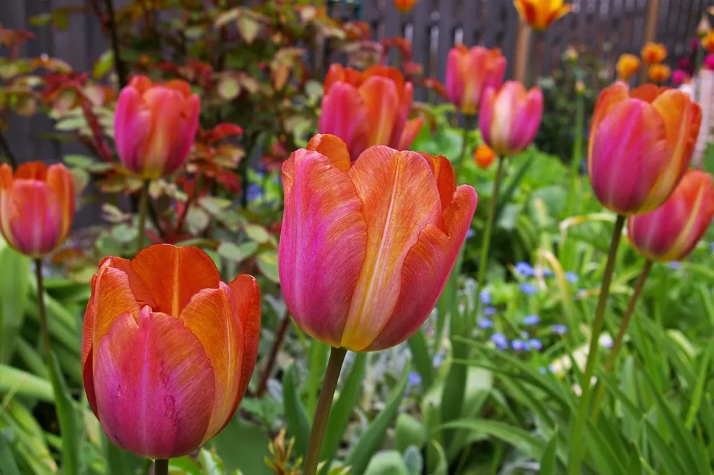 Roze-oranje tulpen in een border met kleine blauwe bloemetjes eronder, tegen een houten schutting
