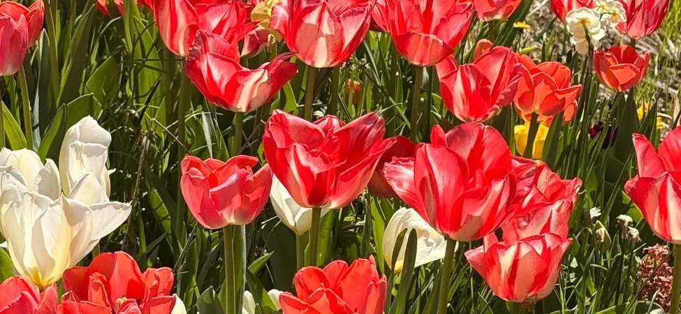 Bloembollen planten: wanneer, hoe diep en waar