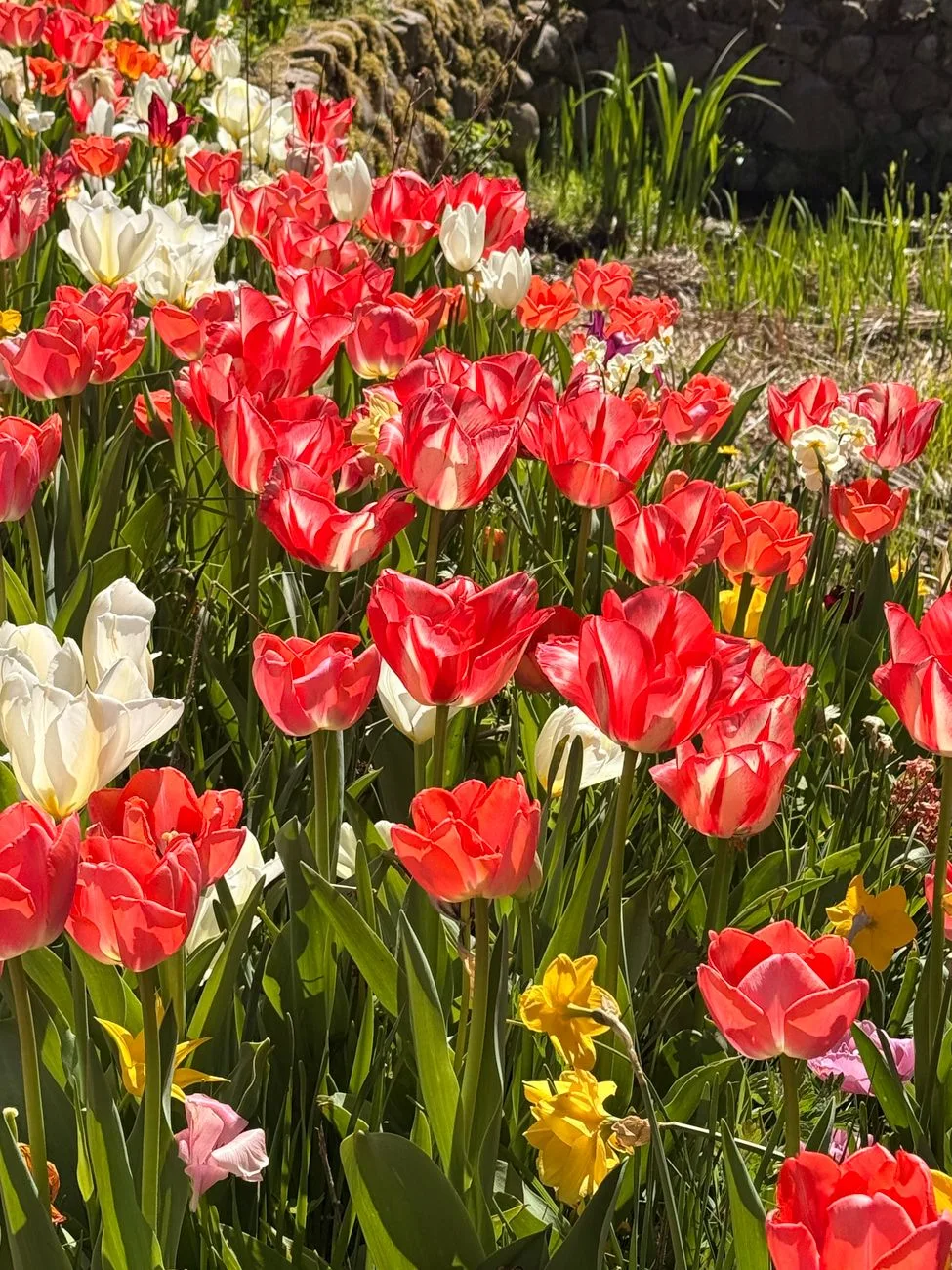 Bloembollen planten: wanneer, hoe diep en waar