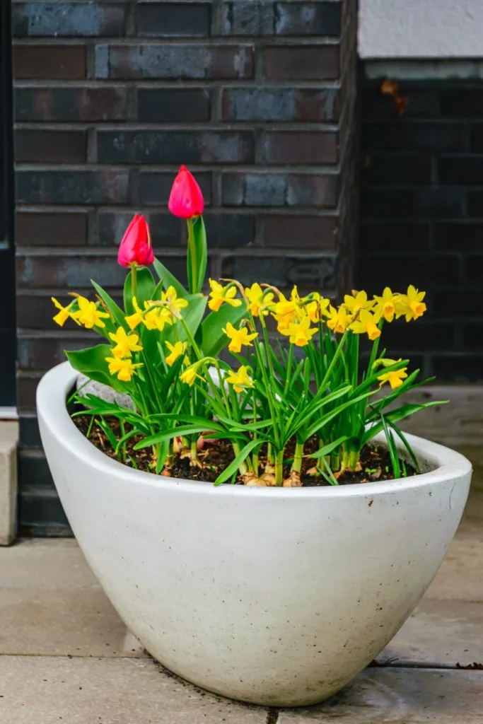 Witte pot op een terras met bloeiende gele narcissen en twee roze tulpen