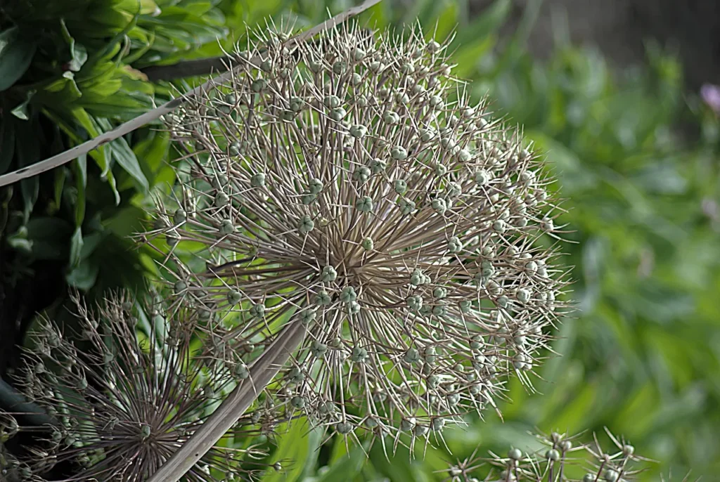 Uitgebloeide allium met een verdrogend zaadhoofd vol zaaddoosjes in de border