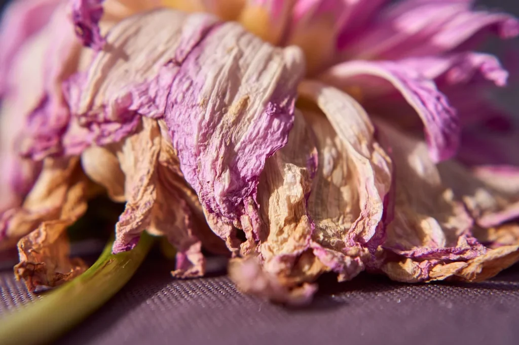 Uitgebloeide roze dahlia met verdroogde, verkleurde bloemblaadjes van dichtbij