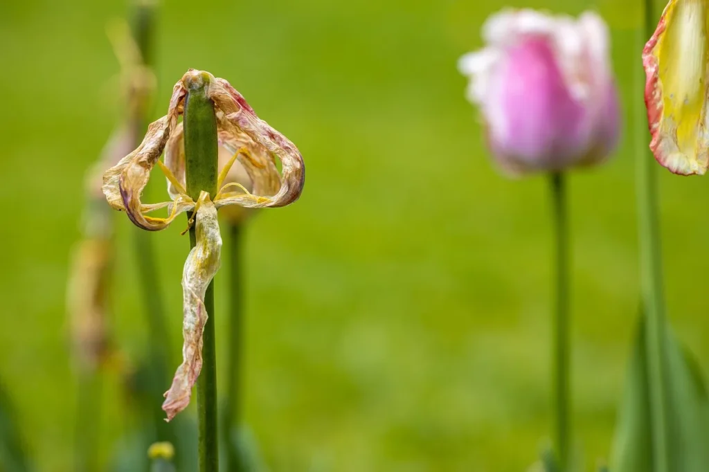 Uitgebloeide tulp met verdroogde bloemblaadjes aan de steel, tussen nog bloeiende tulpen in de tuin