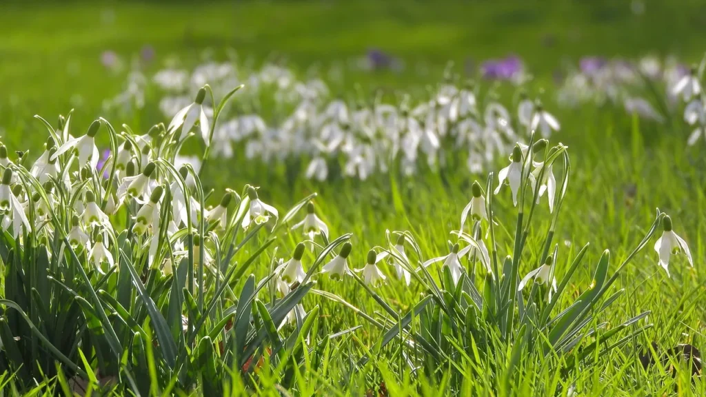 Verwilderde sneeuwklokjes in bloei in een grasveld, met krokussen op de achtergrond