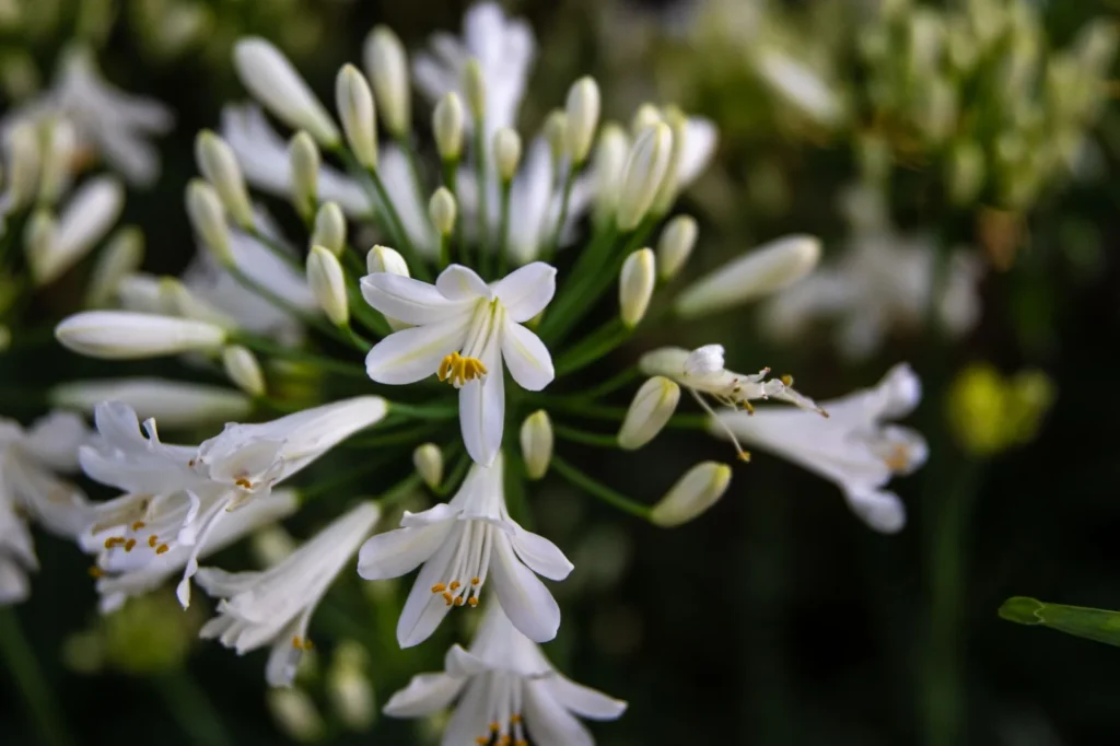 Witte agapanthus in bloei, een bloemscherm met open bloemen en knoppen