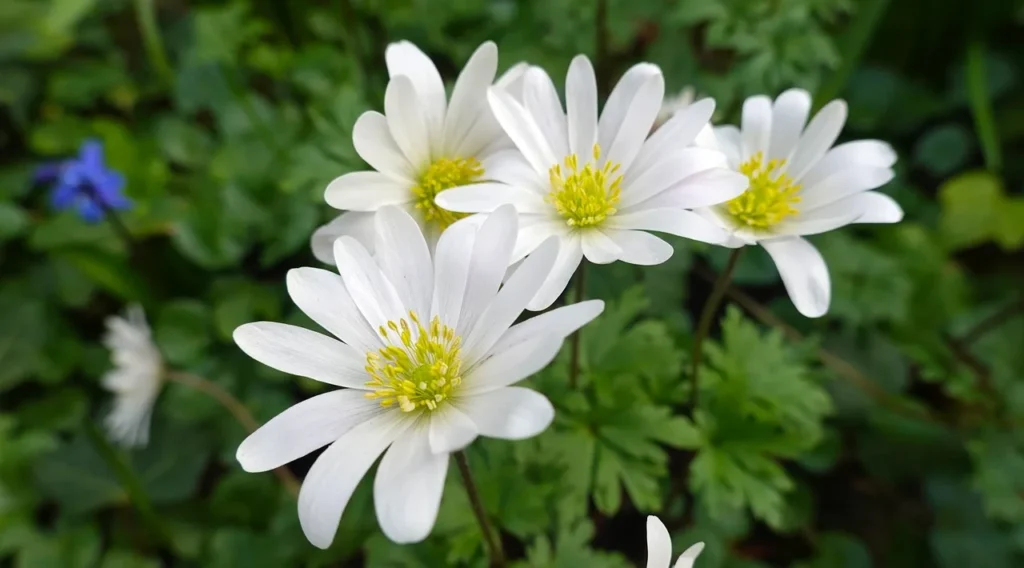Witte Anemone blanda met gele meeldraden tussen gevederd blad in de border