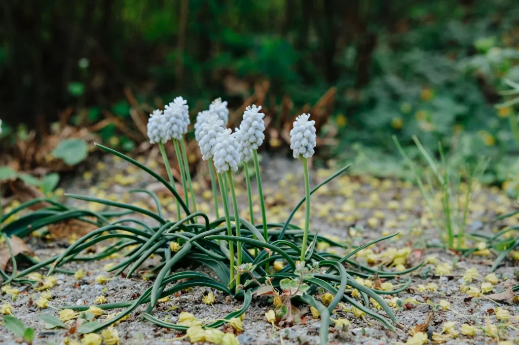Witte druifjes (witte Muscari) in bloei met smal, liggend blad op een kale plek in de border