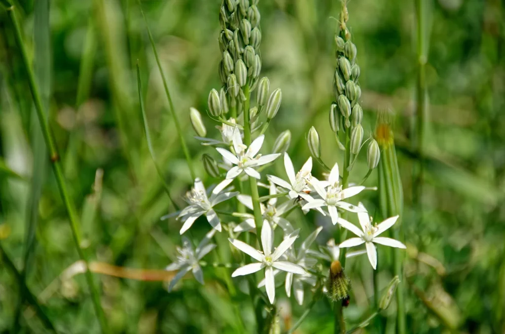 Witte camassia (Camassia leichtlinii 'Alba') met roomwitte stervormige bloemen tussen groen blad