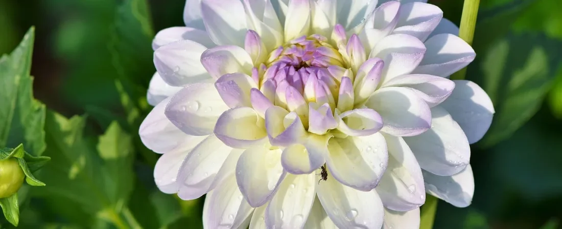 Dahlia planten: wanneer, hoe diep en waar