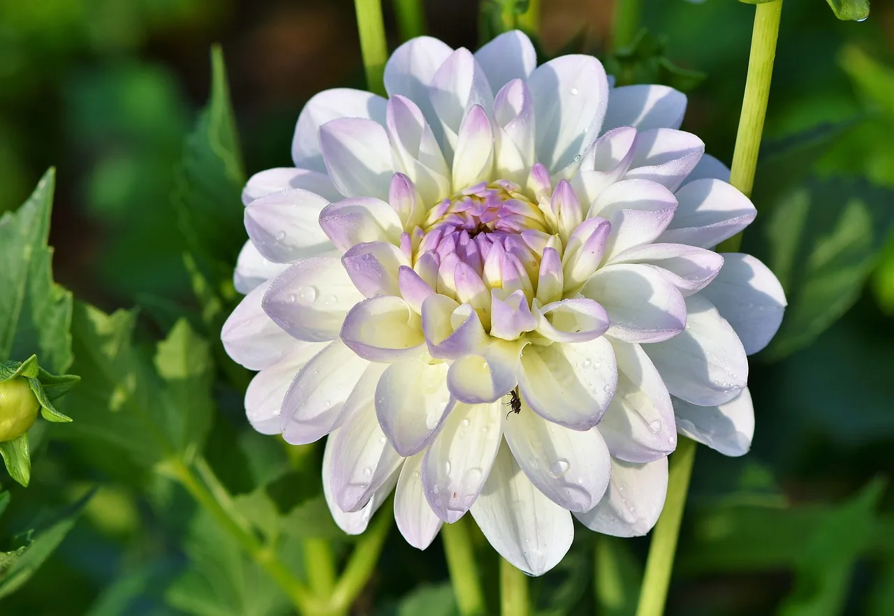 Dahlia planten: wanneer, hoe diep en waar