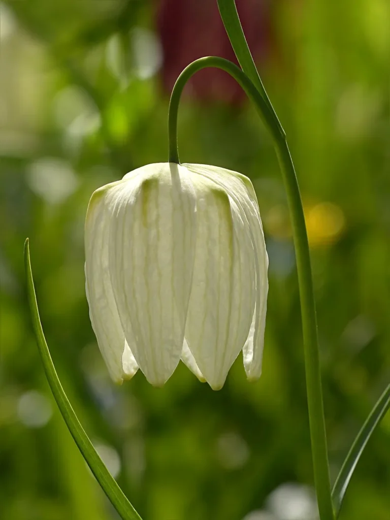 Witte kievitsbloem (Fritillaria meleagris 'Alba') met één hangend klokje met groene adering