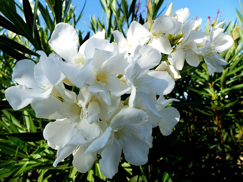 Tros witte oleanderbloemen tegen een blauwe lucht, omringd door smalle lancetvormige bladeren
